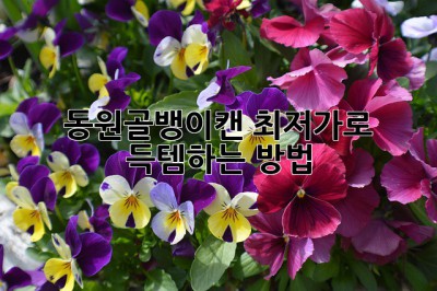 동원골뱅이캔 최저가로 득템하는 방법!