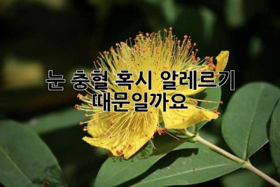 눈 충혈, 혹시 알레르기 때문일까요? 🤔
