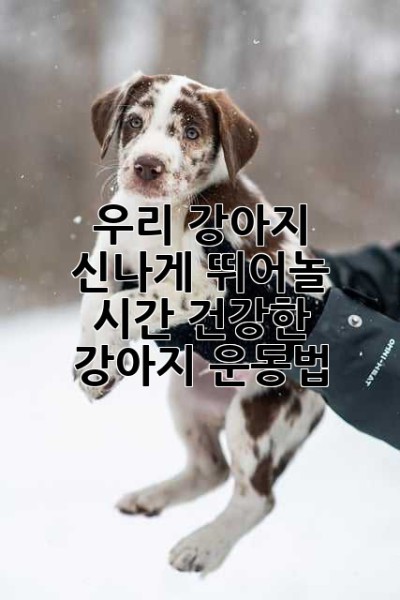 우리 강아지, 신나게 뛰어놀 시간! 건강한 강아지 운동법