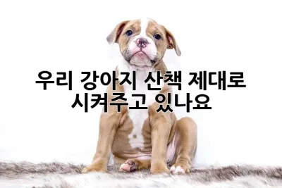 우리 강아지, 산책 제대로 시켜주고 있나요? 🤔