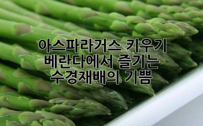 아스파라거스 키우기: 베란다에서 즐기는 수경재배의 기쁨